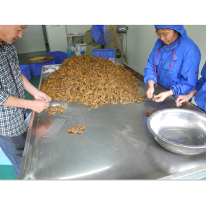 Médecine chinoise à base de plantes en gros Coptis